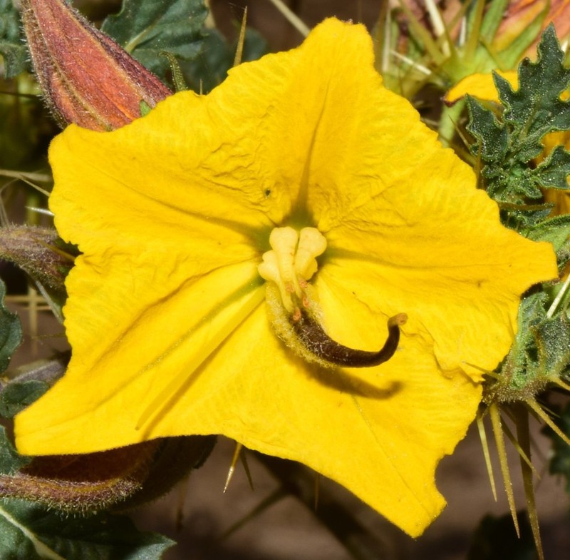 Solanum angustifolium