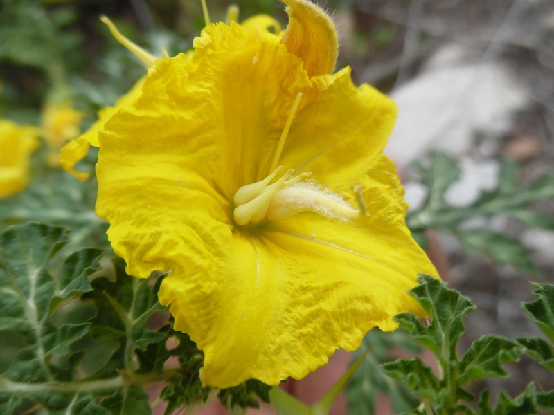Solanum angustifolium photo 2
