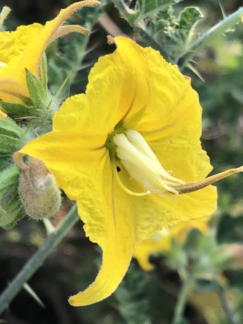 Solanum angustifolium photo 3