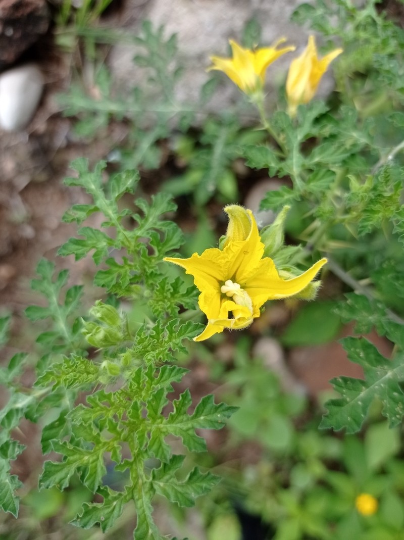 Solanum angustifolium photo 4