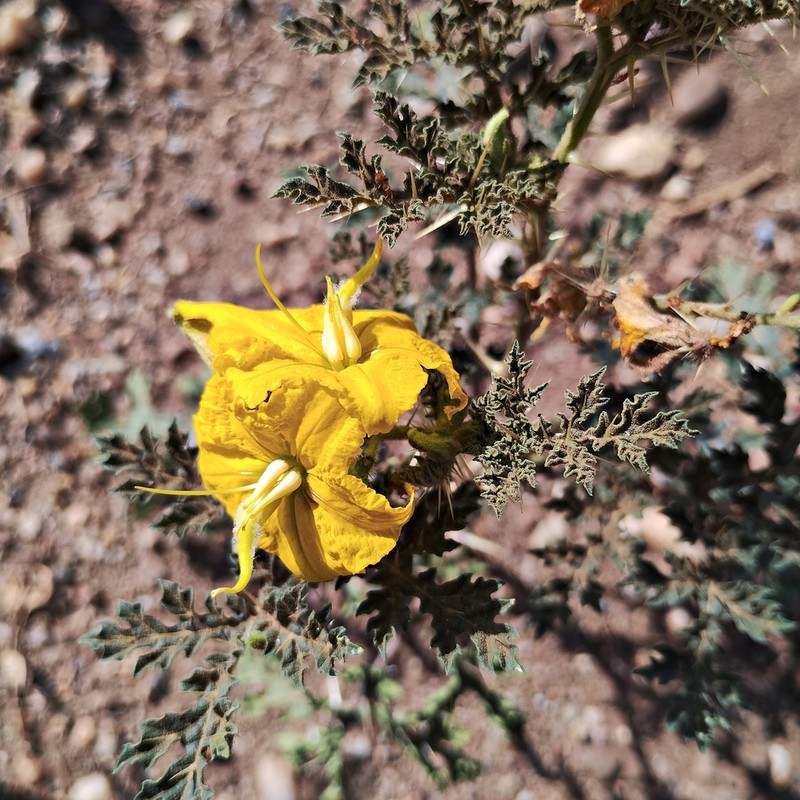 Solanum angustifolium photo 5