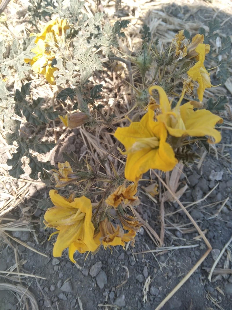 Solanum angustifolium photo 6