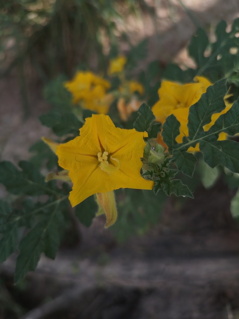 Solanum angustifolium photo 7