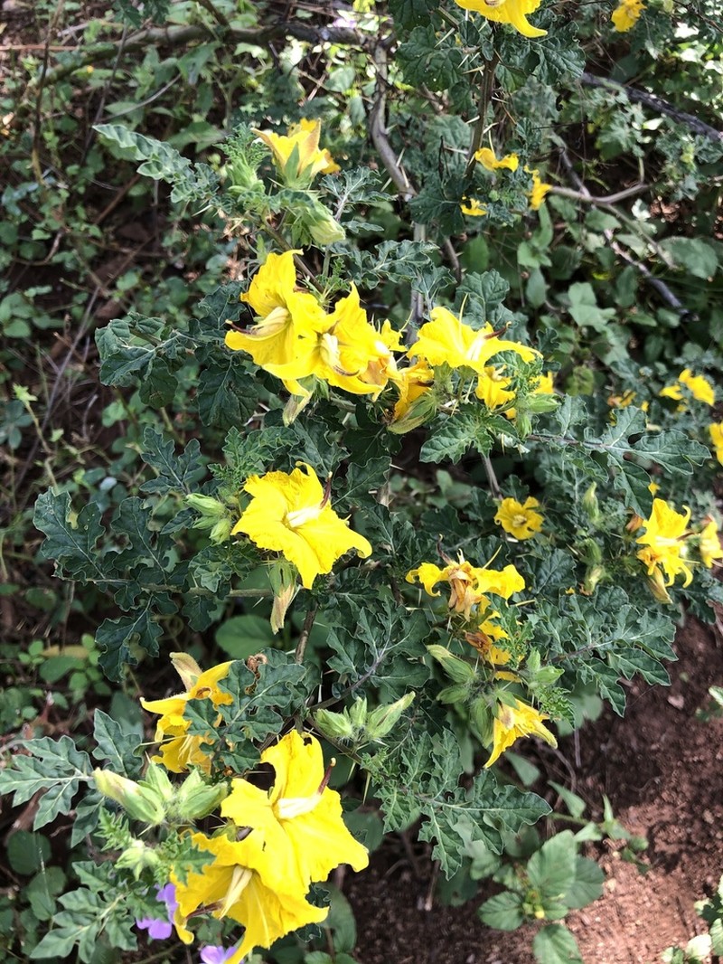 Solanum angustifolium photo 8