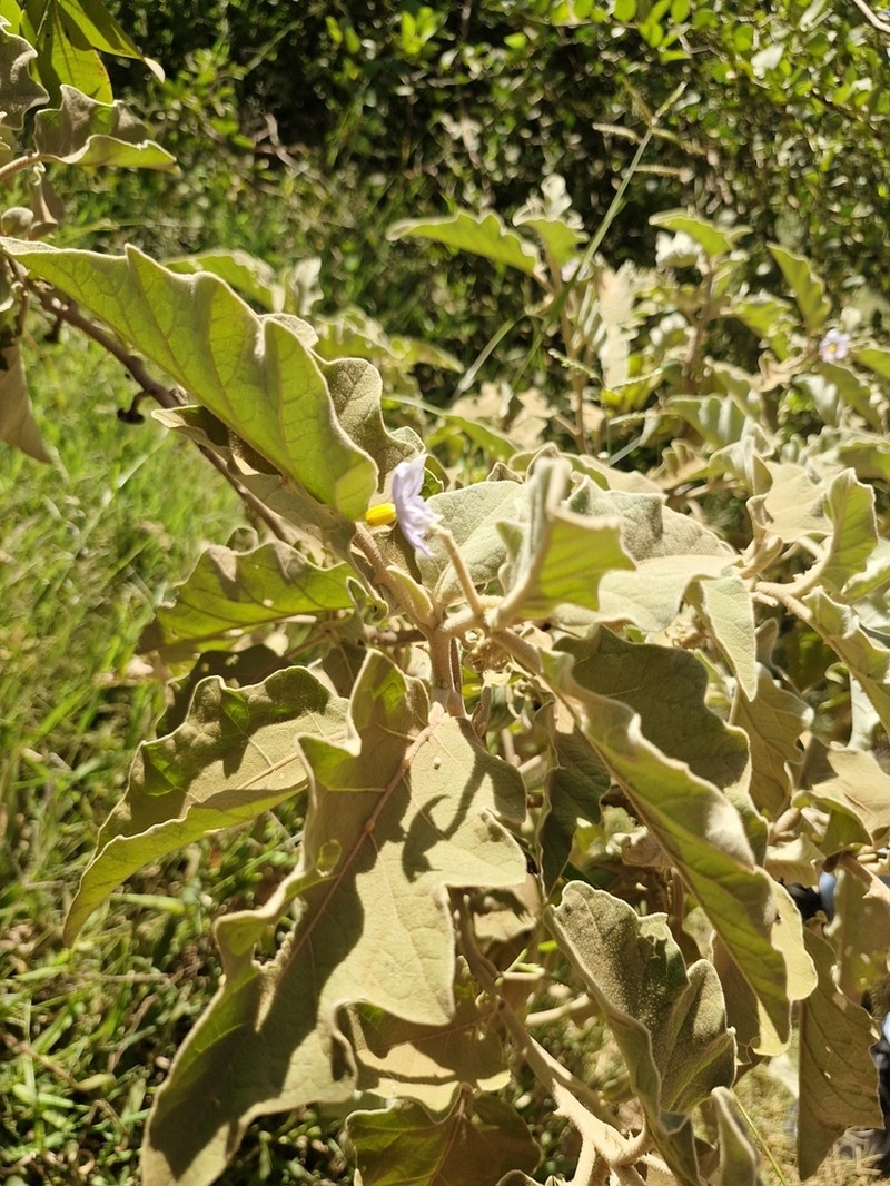 Solanum aureitomentosum