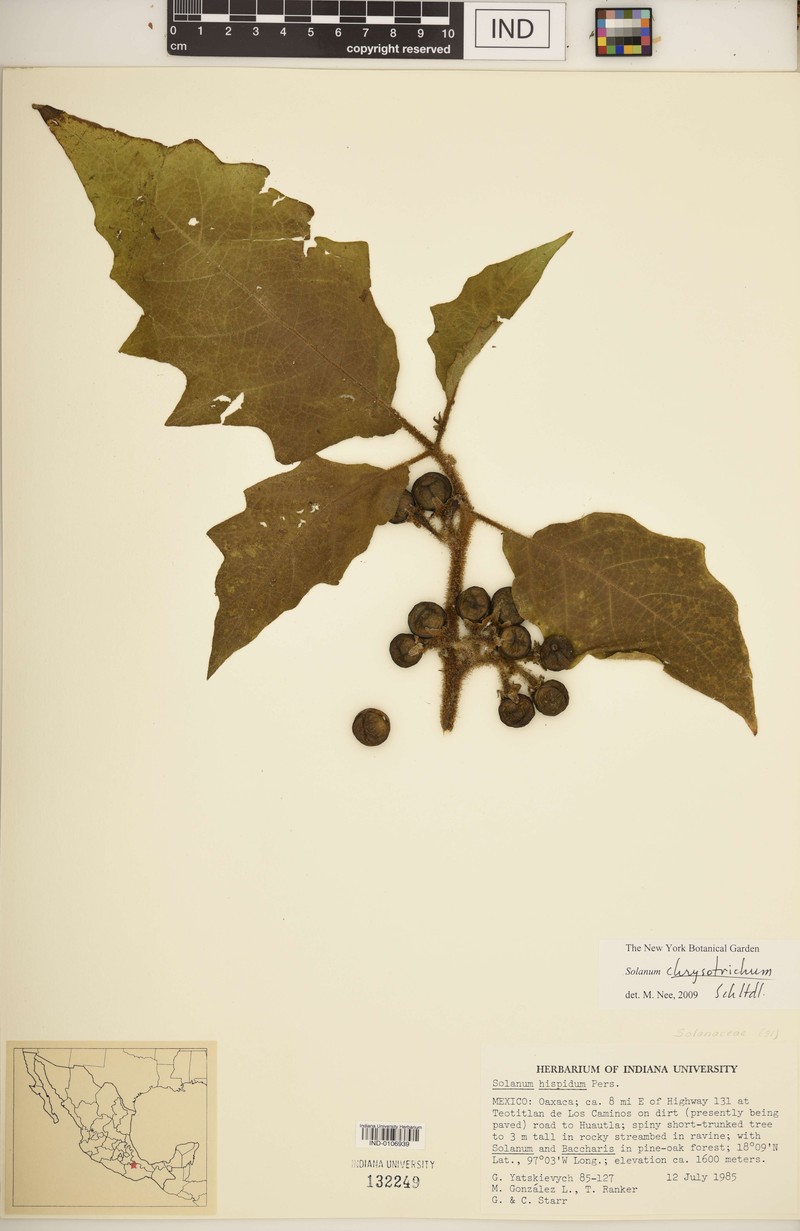 Solanum aureitomentosum photo 3