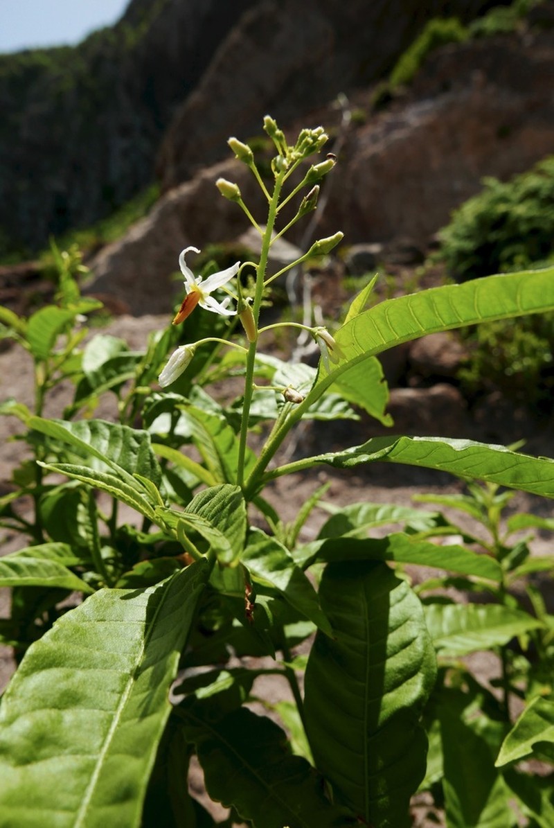Bahama Nightshade photo 7
