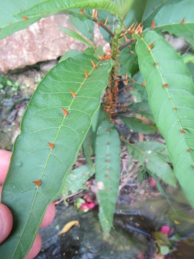 Canker Berry photo 3