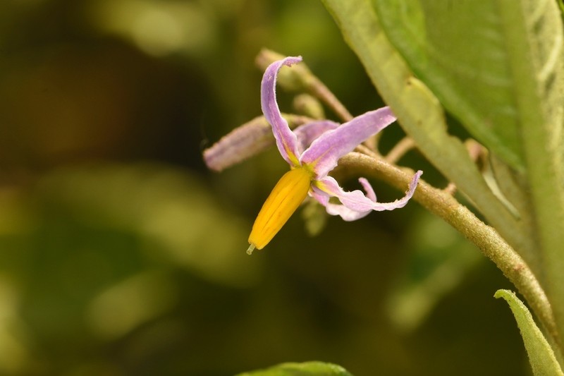 Canker Berry photo 5