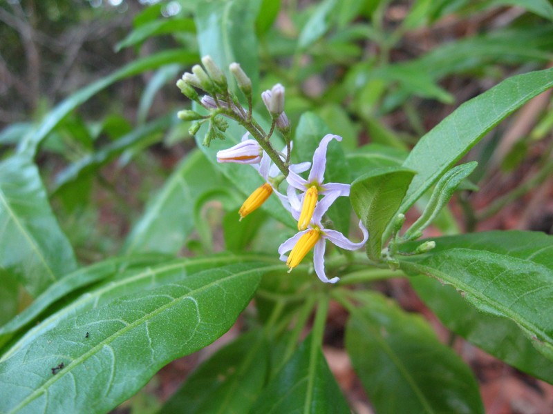 Bahama Nightshade