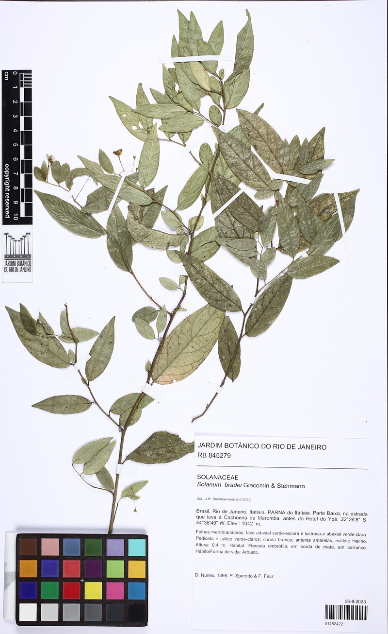 Solanum bradei