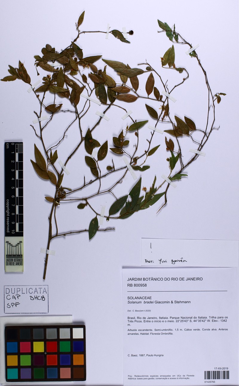 Solanum bradei photo 2