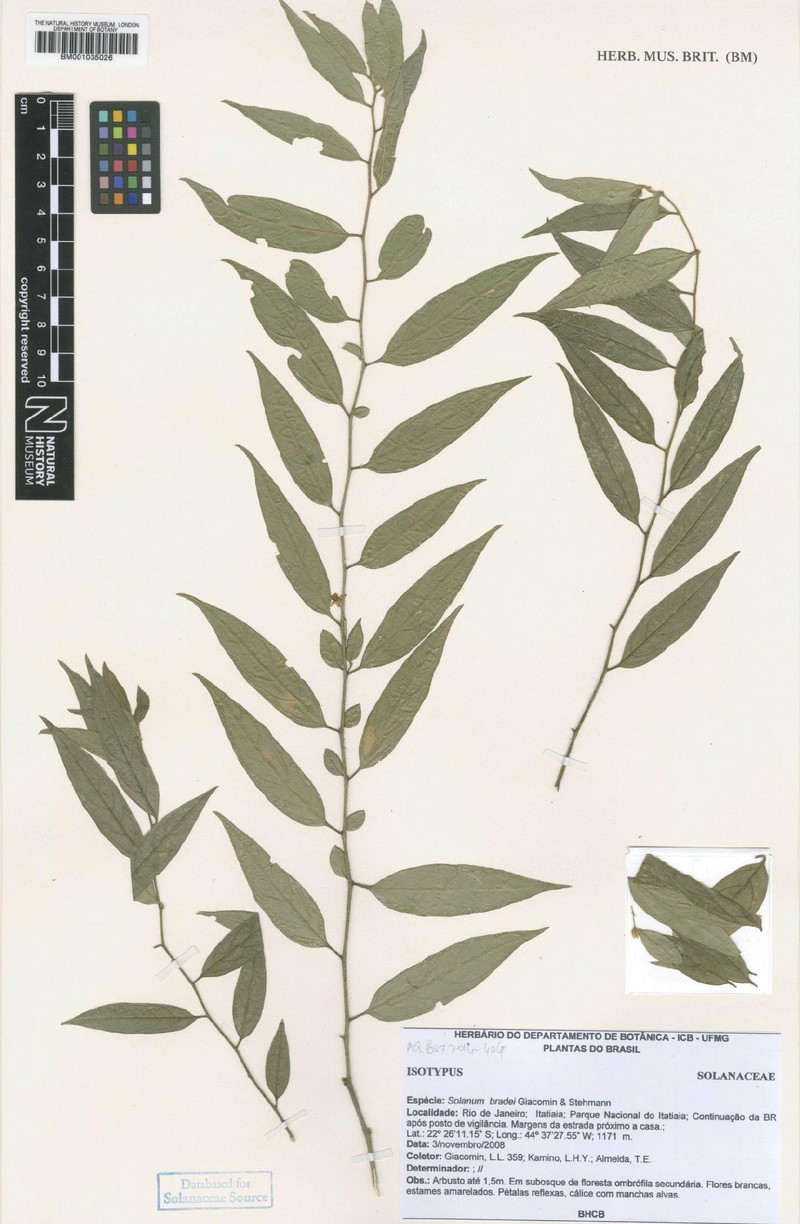Solanum bradei photo 3