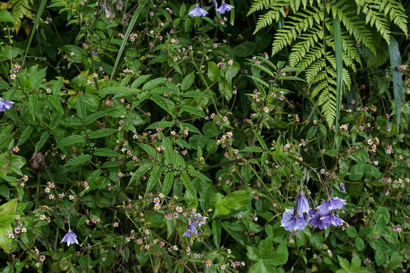 Solanum burkartii