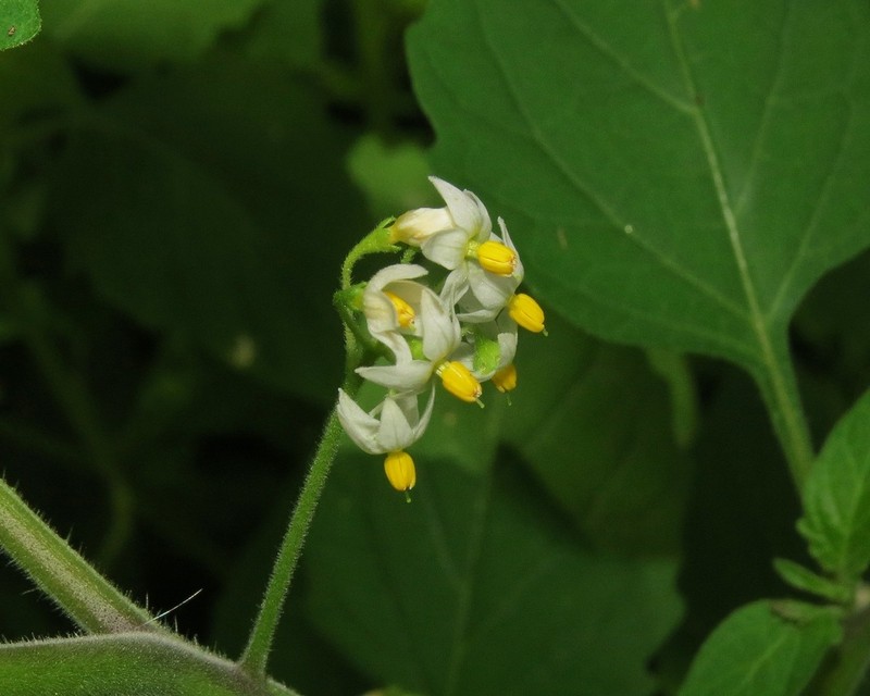 Solanum caatingae