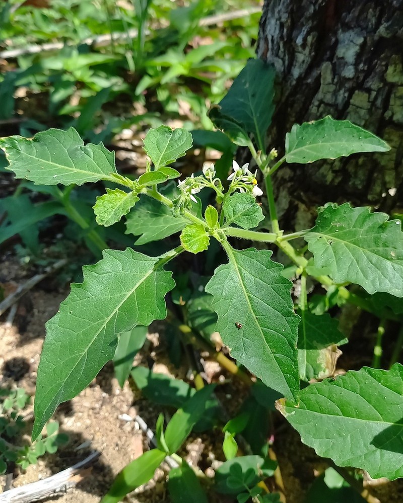 Solanum caatingae photo 2