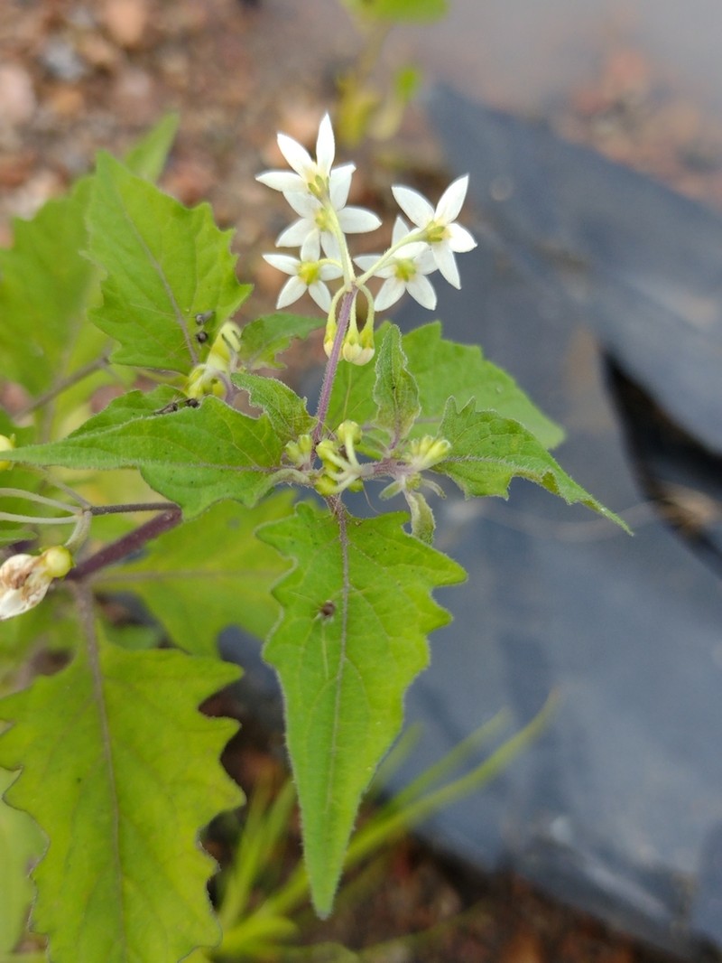 Solanum caatingae photo 3