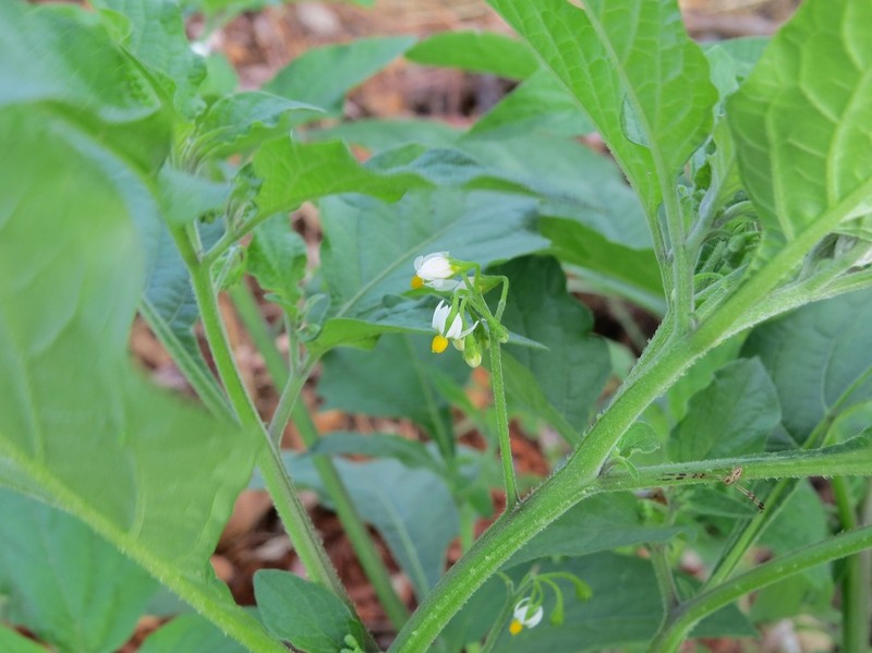 Solanum caatingae photo 4