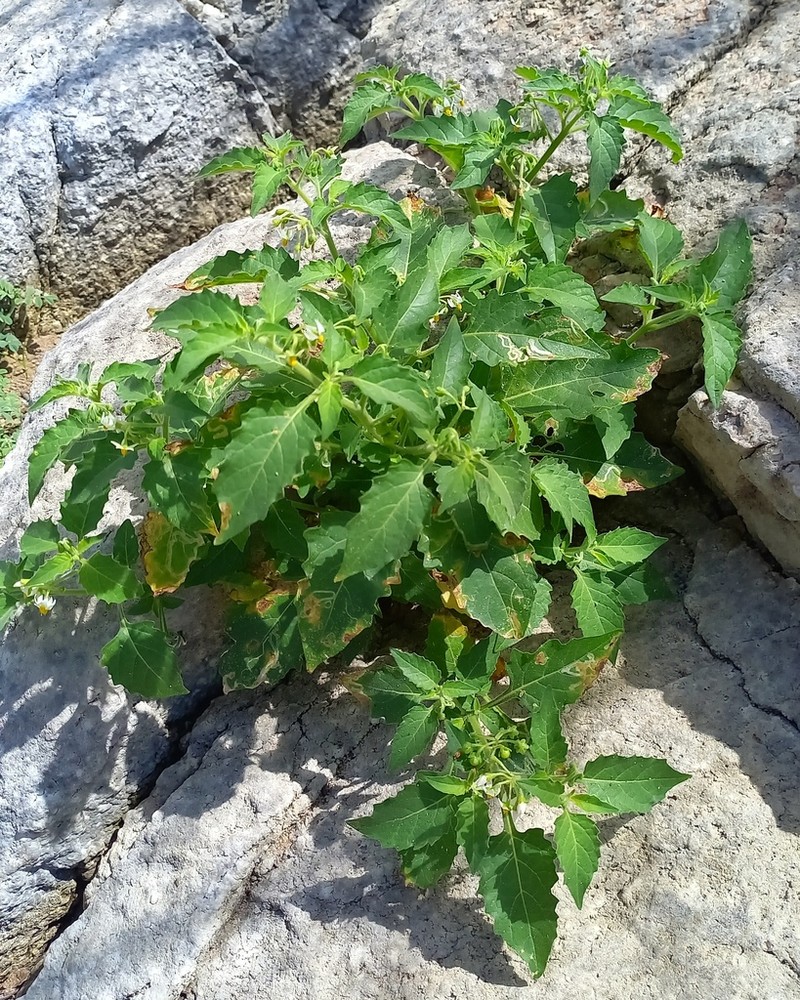 Solanum caatingae photo 5