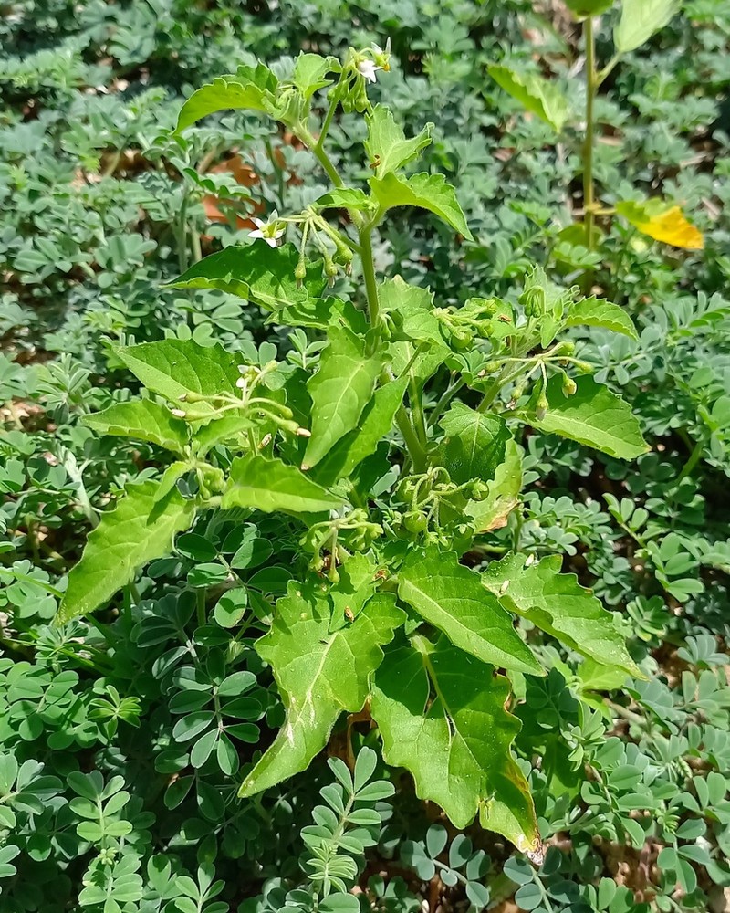 Solanum caatingae photo 6