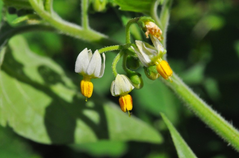 Solanum caatingae photo 7