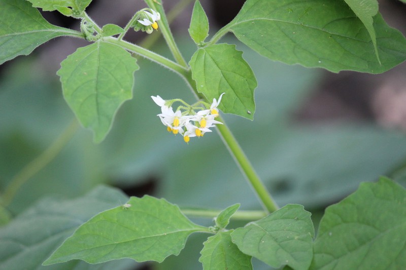 Solanum caatingae photo 8