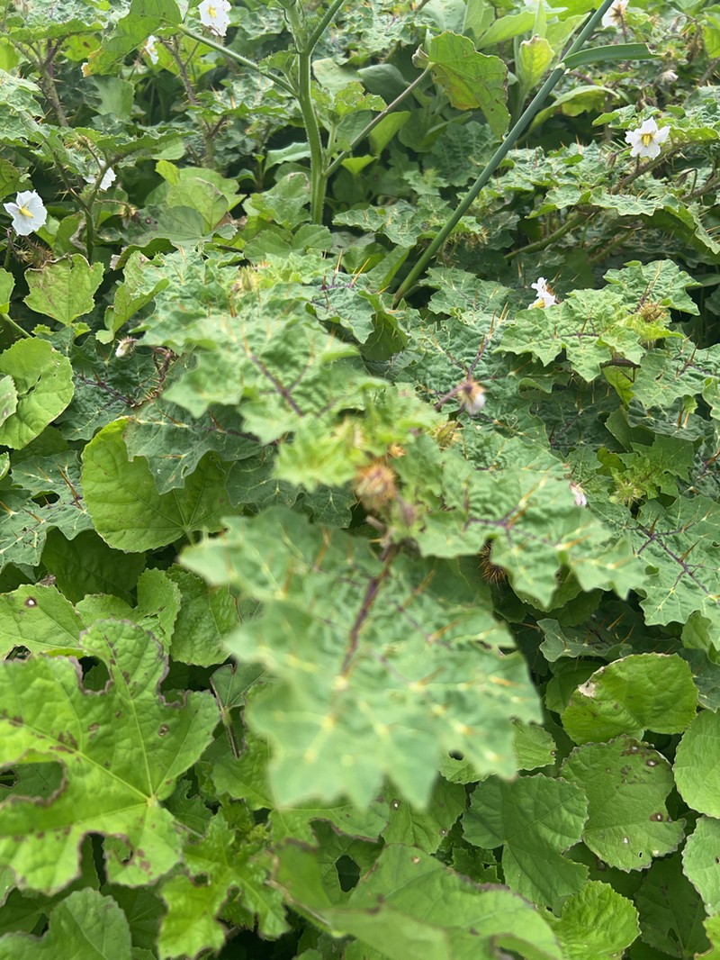 Redberry Nightshade photo 3