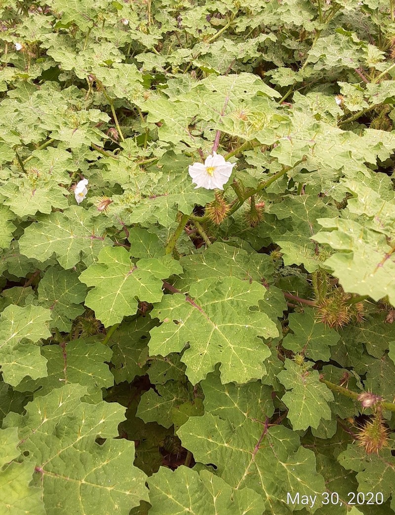 Redberry Nightshade photo 4