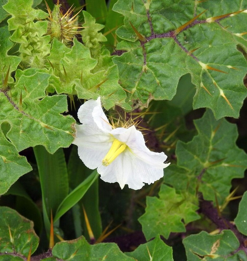 Redberry Nightshade photo 5