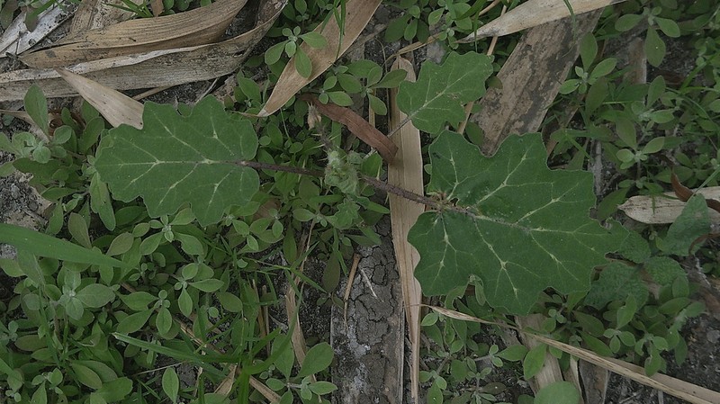 Redberry Nightshade photo 8