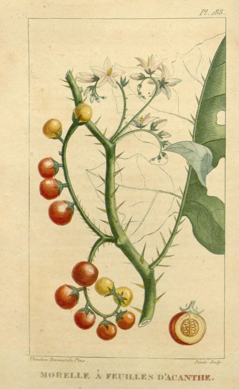 Redberry Nightshade
