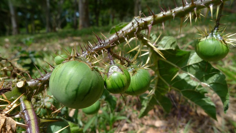Cockroach Berry photo 6