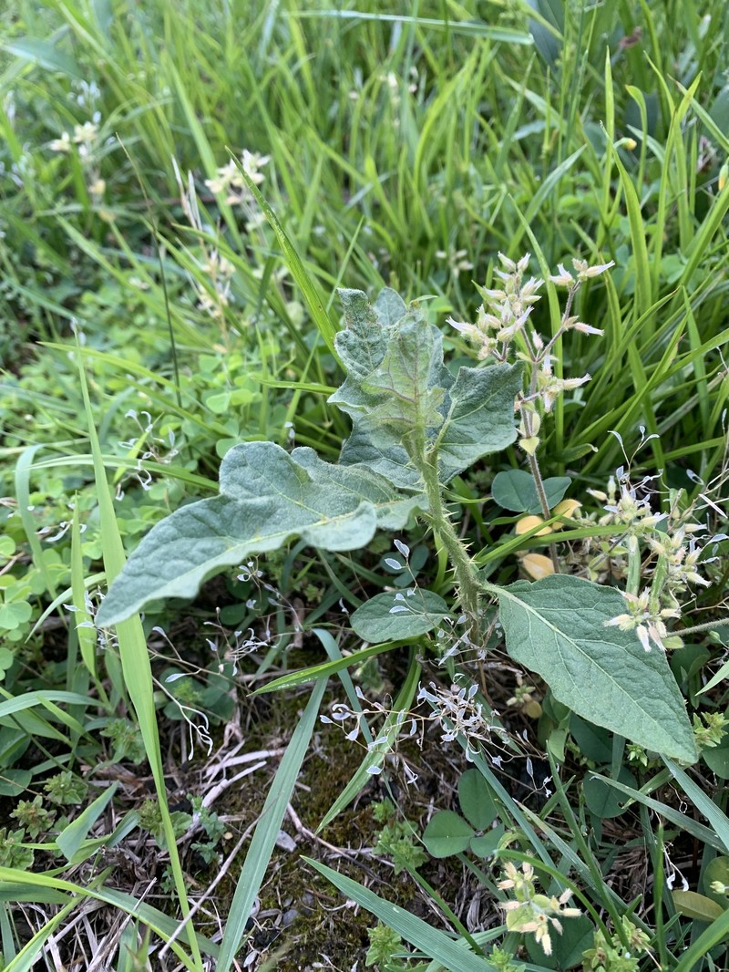 Solanum carolinense var. carolinense
