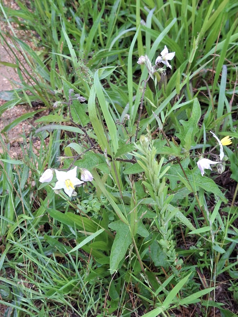 Solanum carolinense var. carolinense photo 3