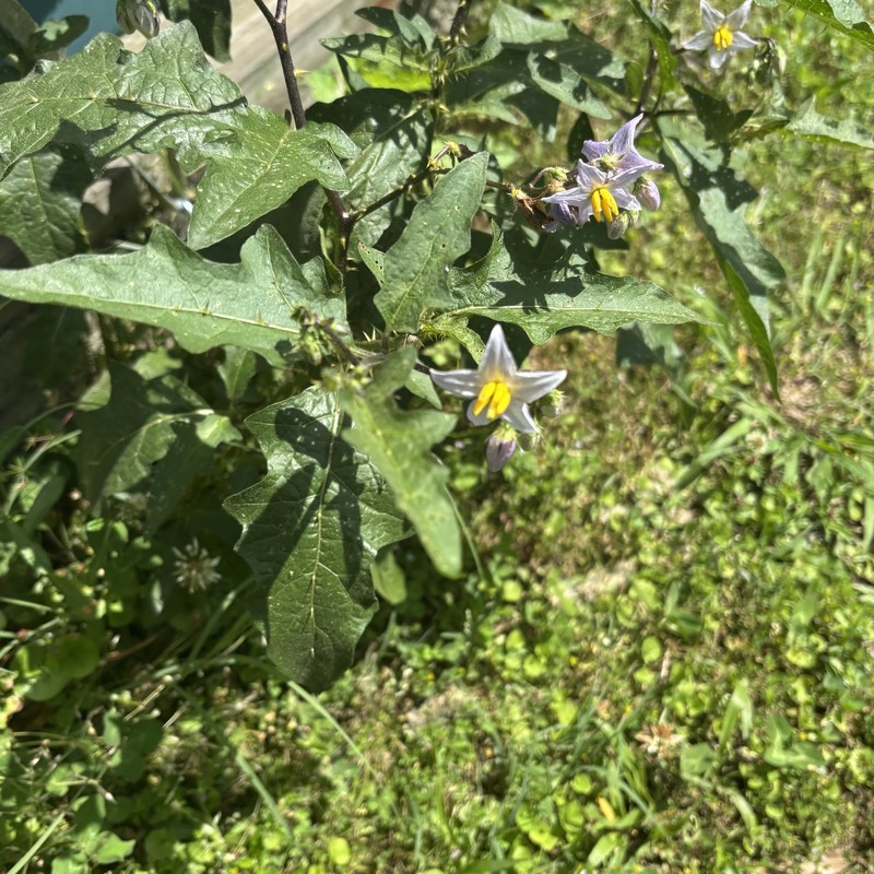 Solanum carolinense var. carolinense photo 4