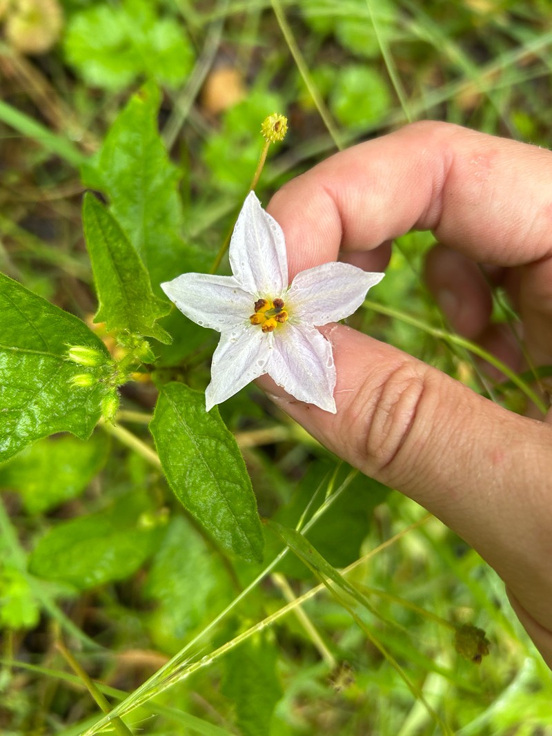 Solanum carolinense var. carolinense photo 5