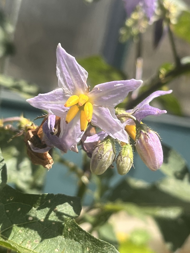 Solanum carolinense var. carolinense photo 6