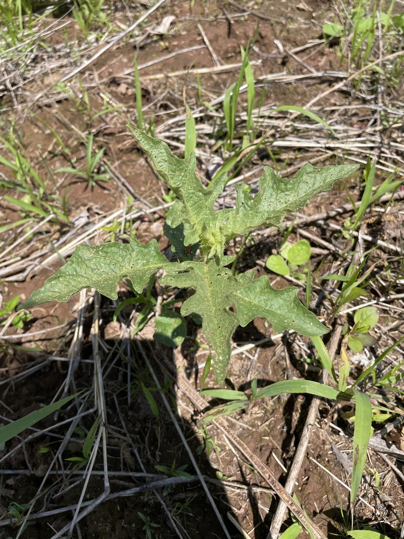 Solanum carolinense var. carolinense photo 7