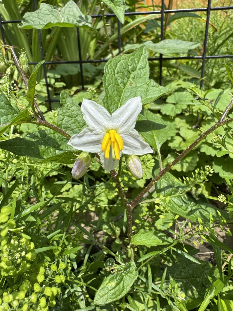 Solanum carolinense var. carolinense photo 8