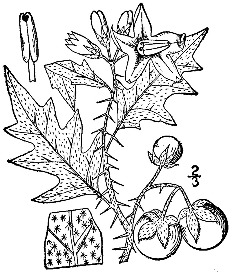Solanum carolinense var. floridanum photo 2
