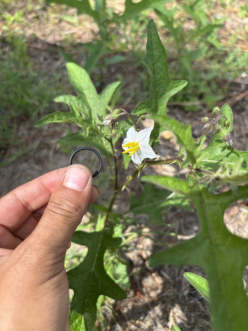 Solanum carolinense var. floridanum photo 5