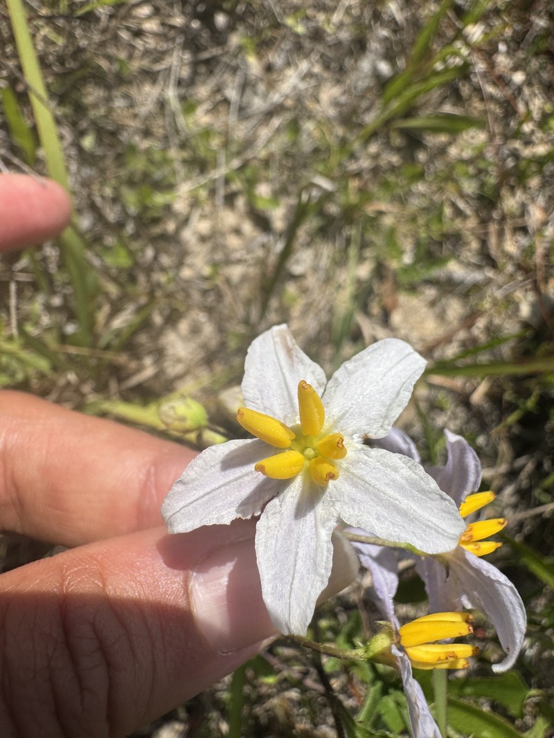 Solanum carolinense var. floridanum photo 6