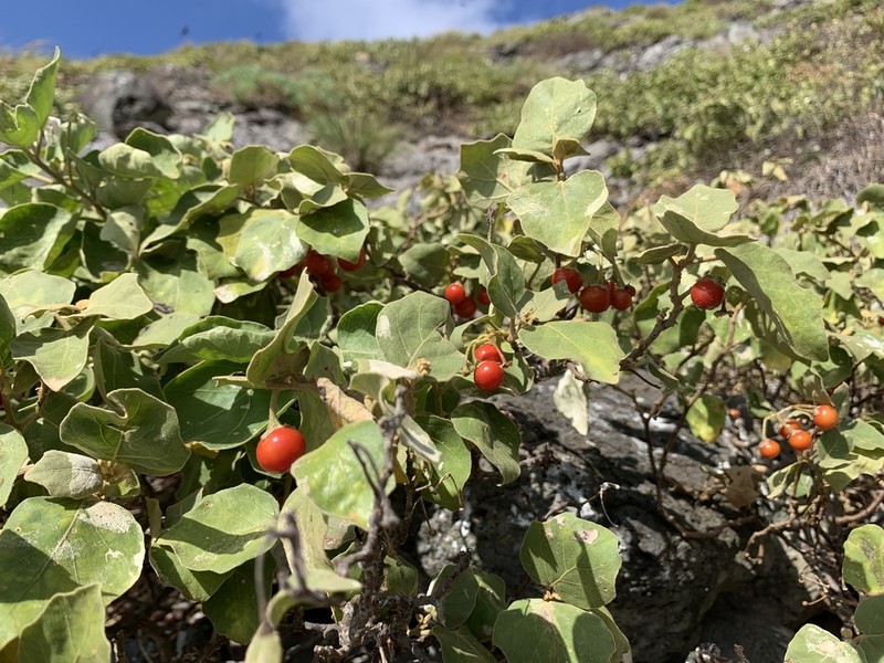 Solanum caumii photo 2