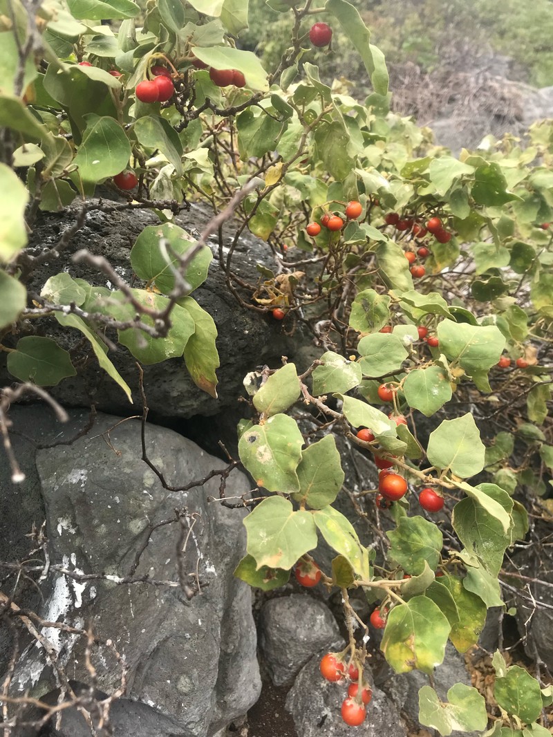Solanum caumii photo 3