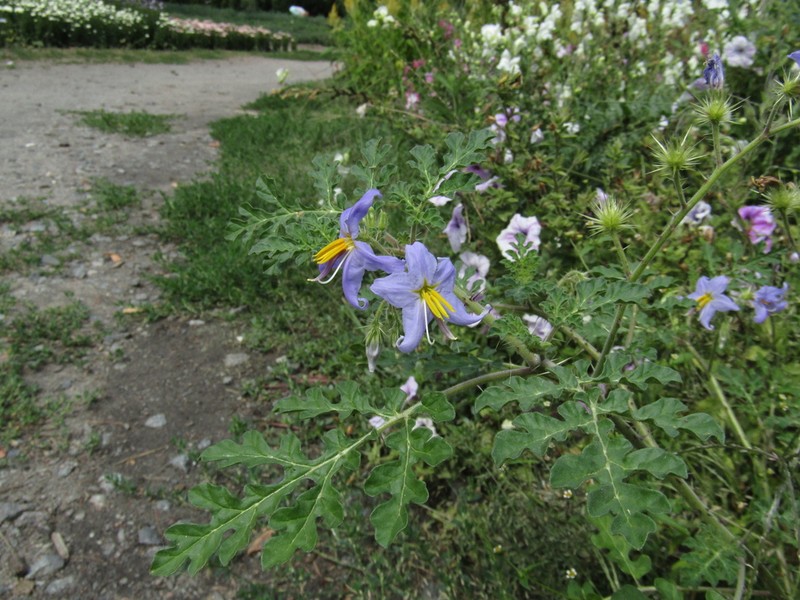 Watermelon Nightshade photo 4