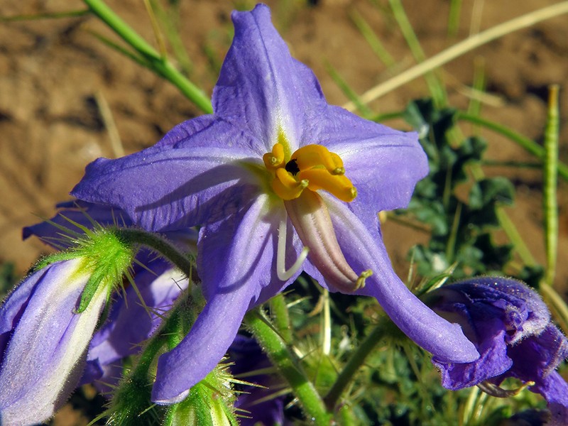 Watermelon Nightshade photo 5