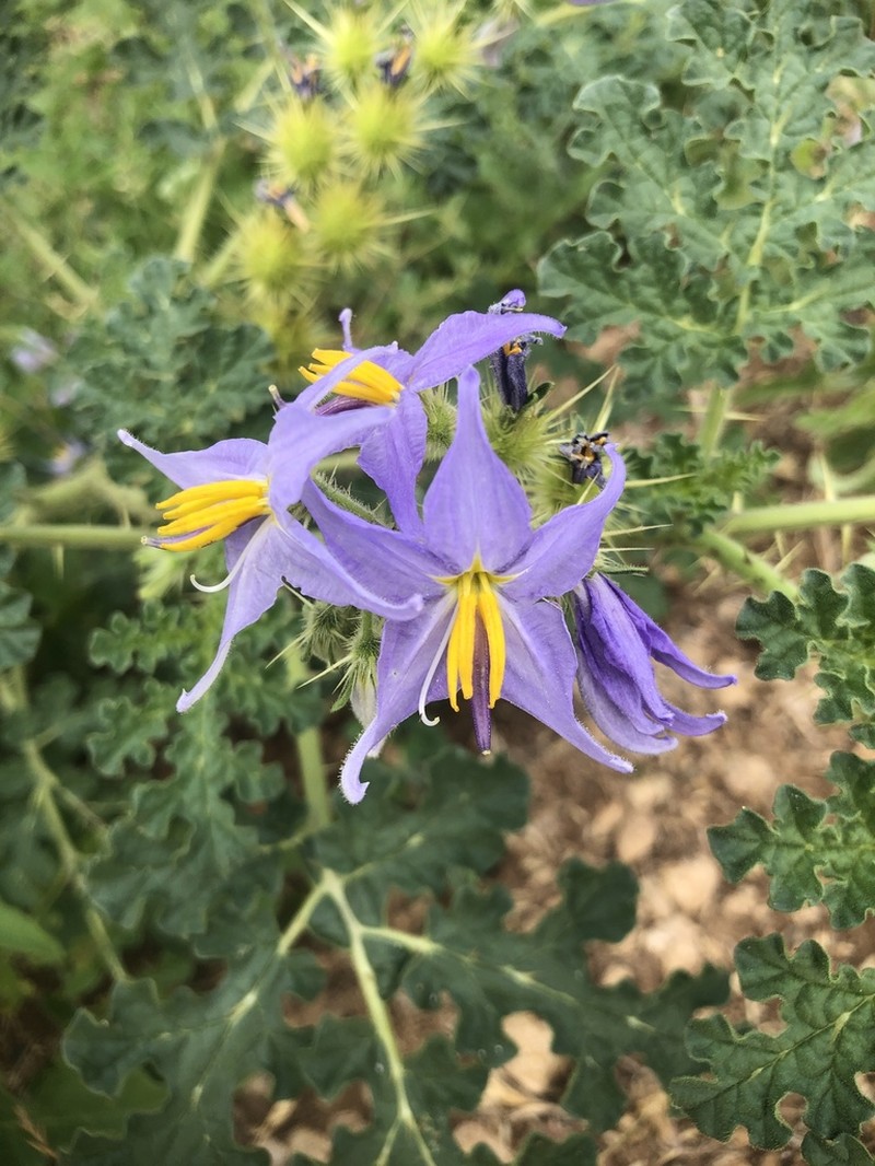 Watermelon Nightshade photo 7