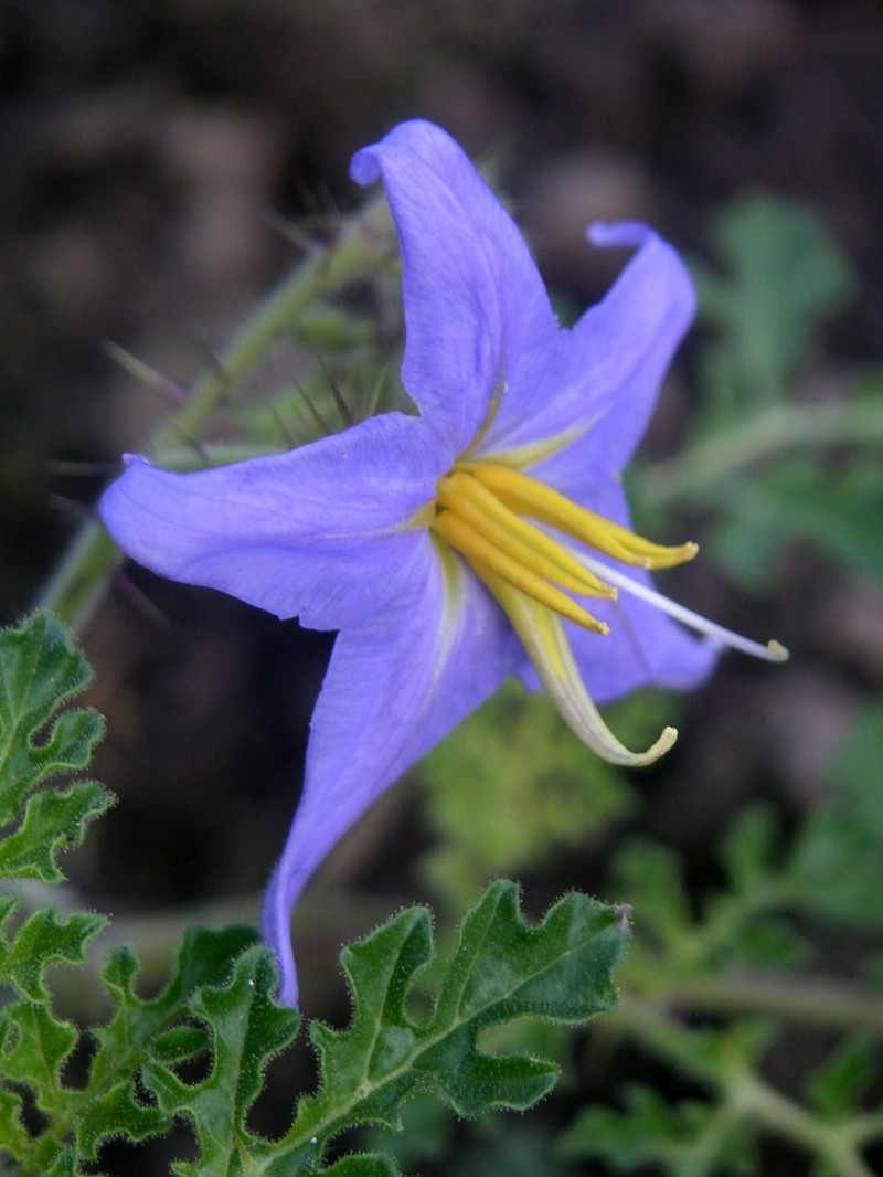 Watermelon Nightshade photo 3