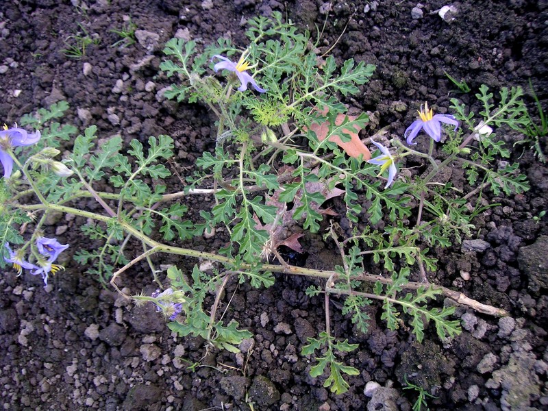 Watermelon Nightshade
