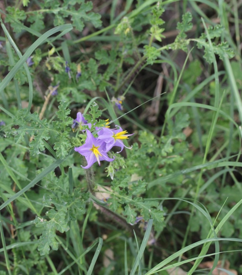 Solanum citrullifolium var. setigerum